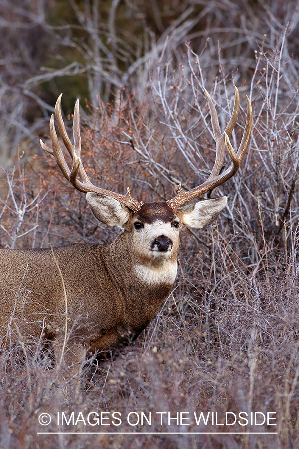 Mule deer buck in habitat.