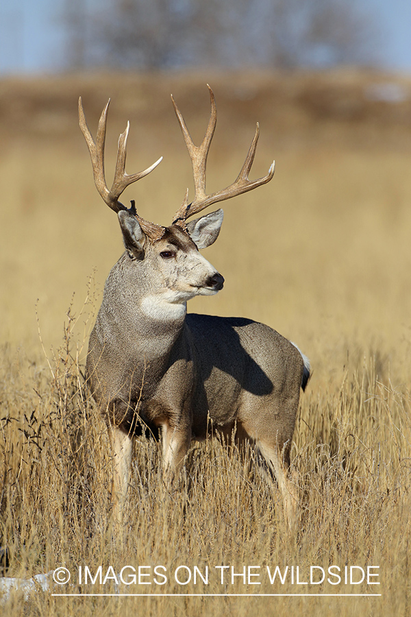 Mule deer buck in habitat. 