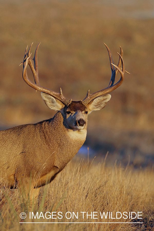 Mule deer buck in field.