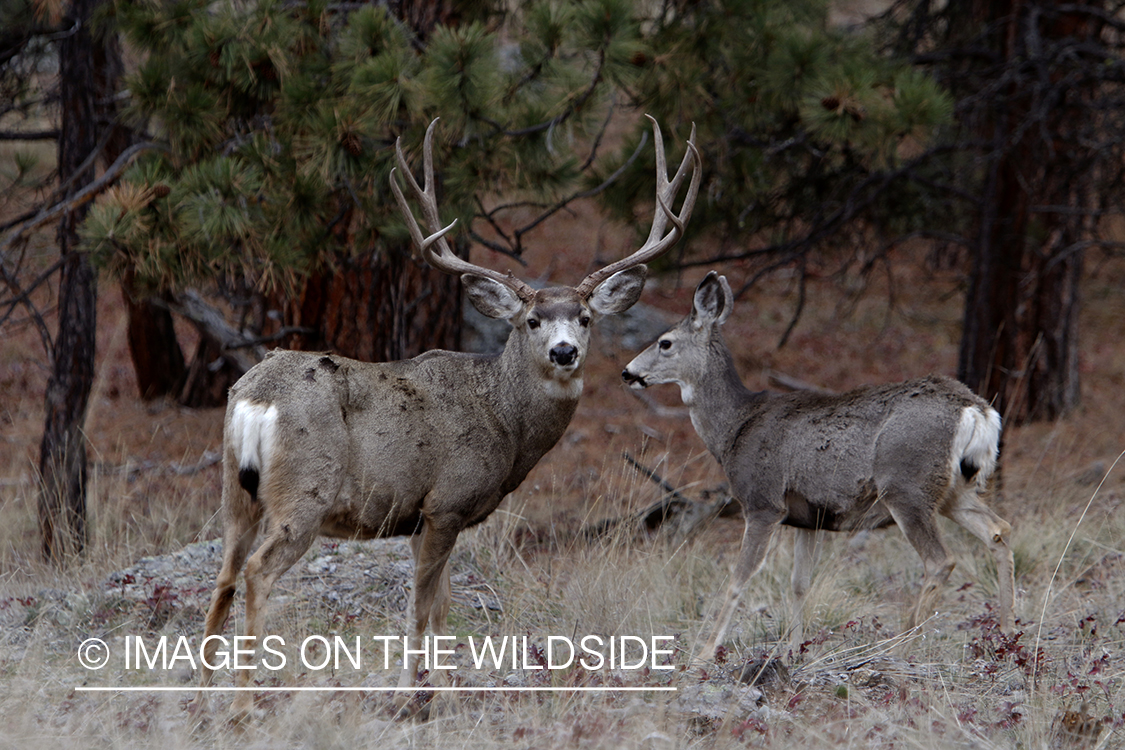 Mule deer buck with doe in field.