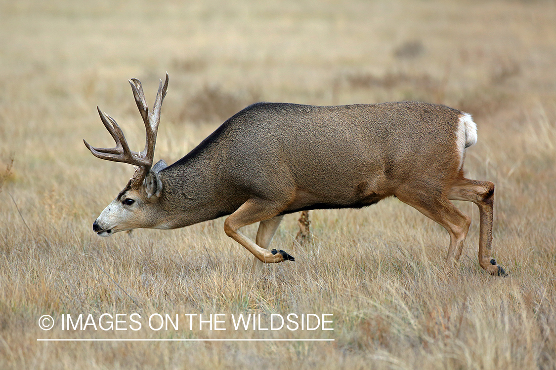 Mule deer buck in field.