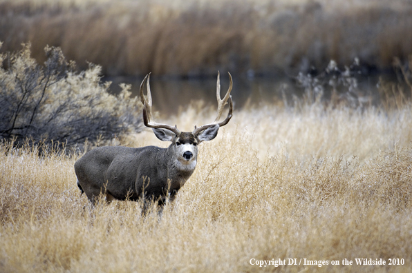 Mule deer in habitat