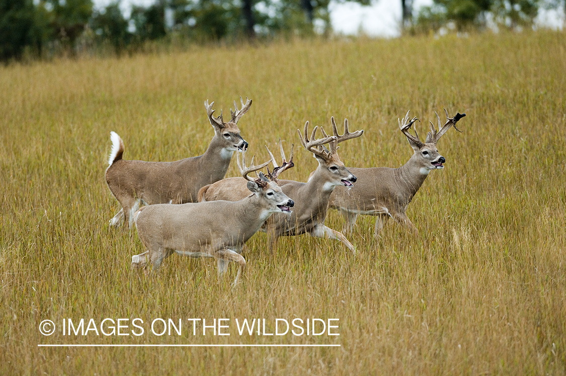 Whitetailed deer in habitat.