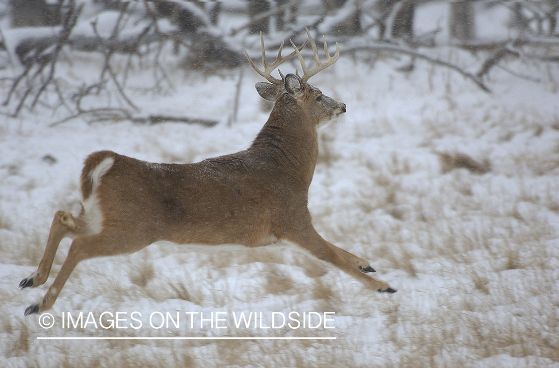 Whitetail Buck