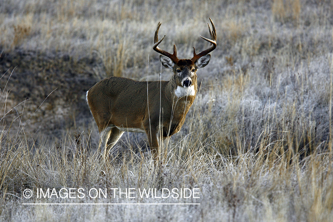 Whitetail Buck