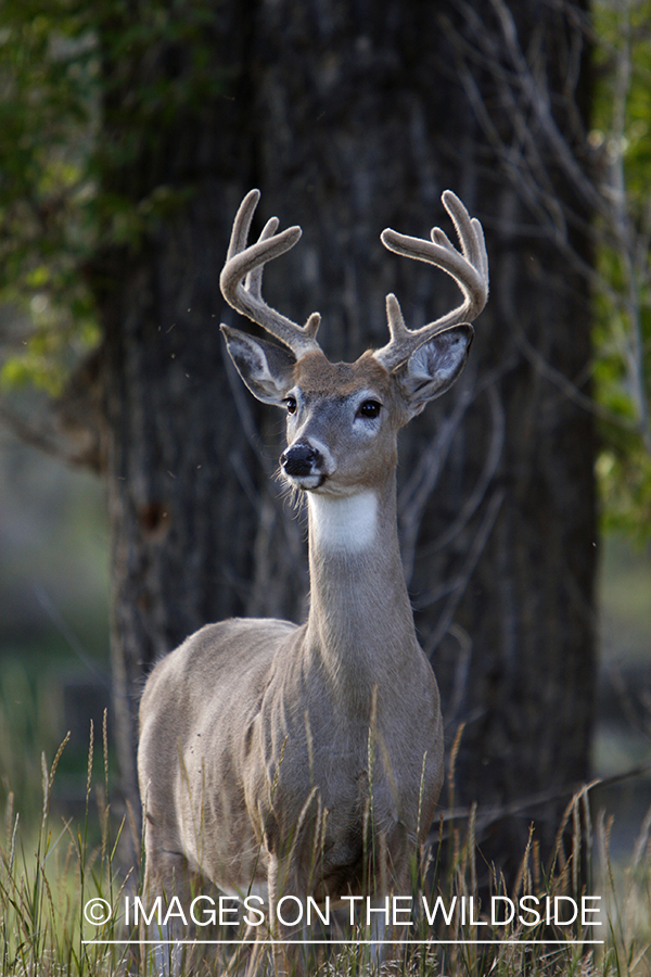 Whitetail Buck in velvet