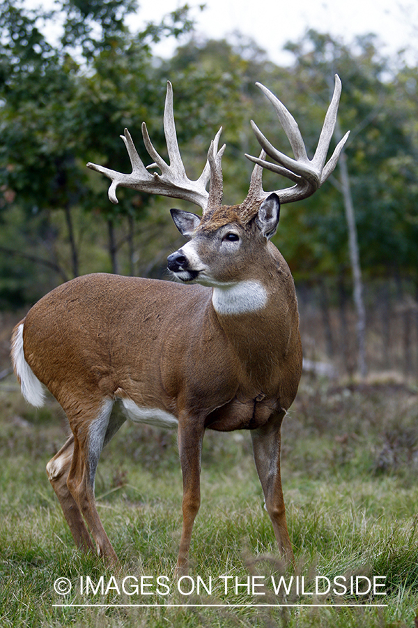 Whitetail buck in habitat