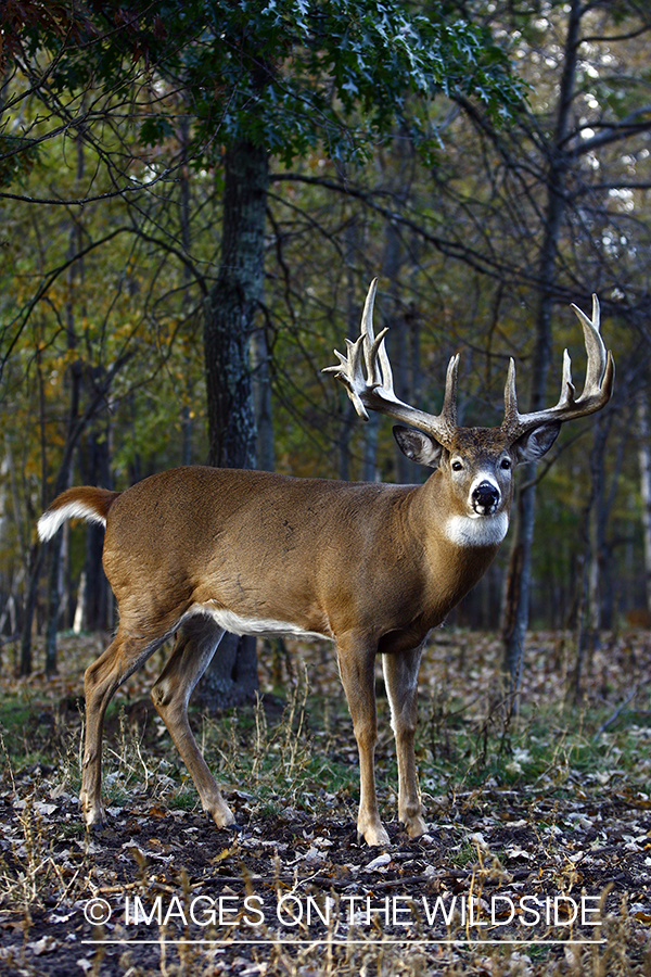 Whitetail buck in habitat