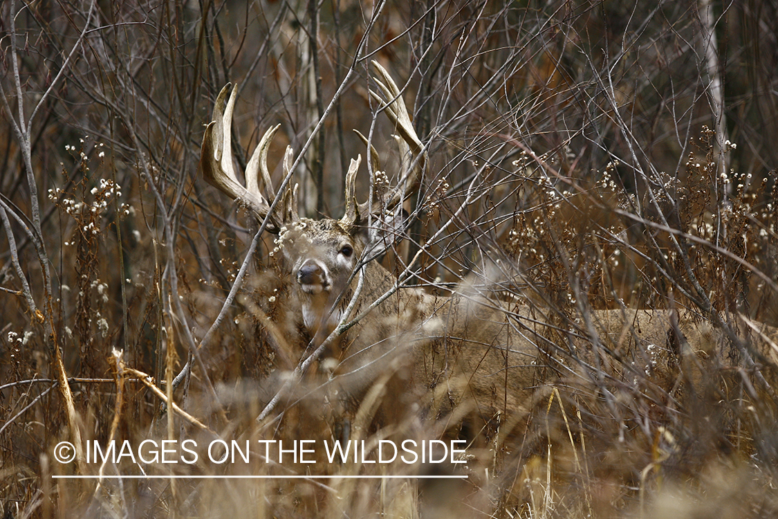 Whitetail buck in habitat