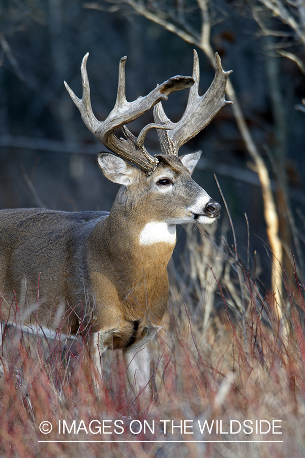 Whitetail buck in habitat.