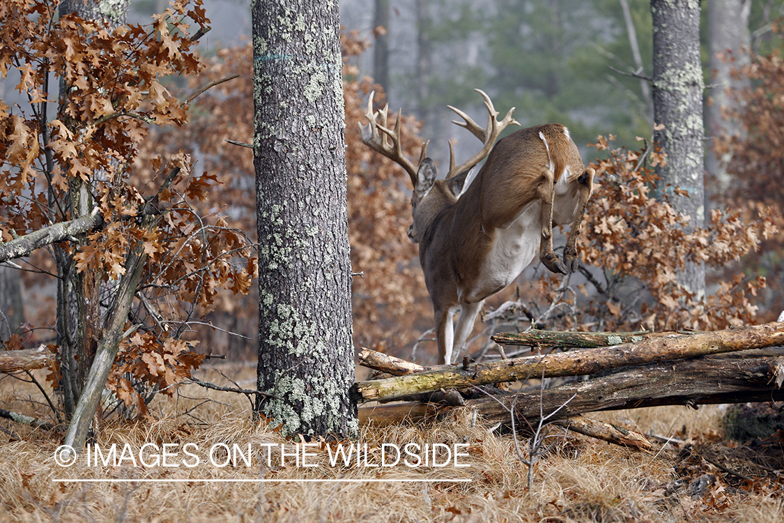 Whitetail buck jumping.