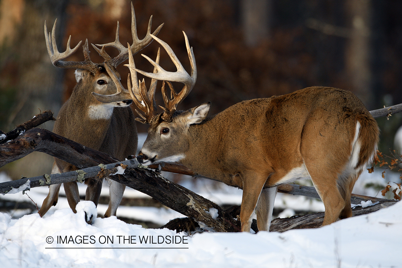 White-tailed bucks in habitat.