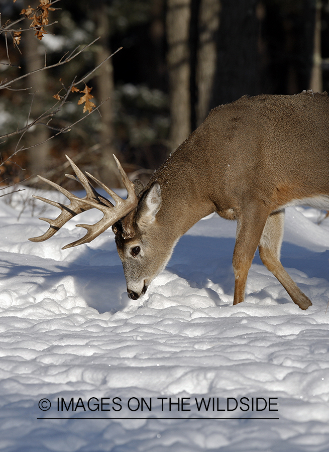 Whitetail in habitat