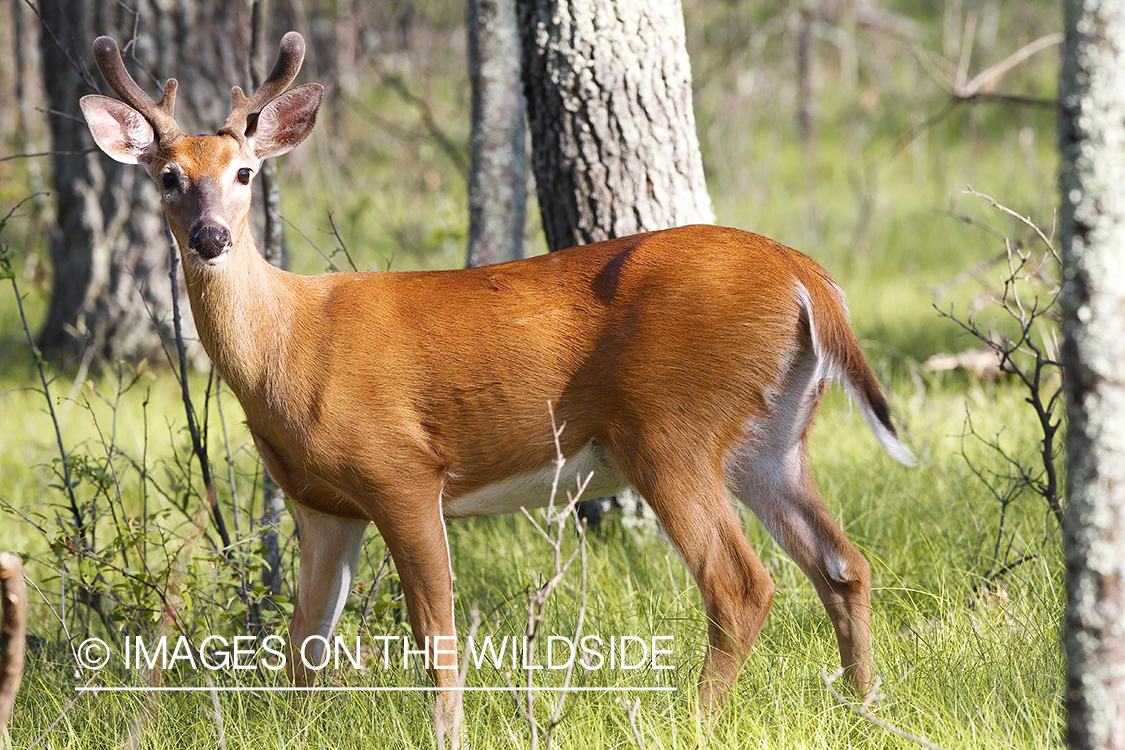 Summer Deer in Velvet