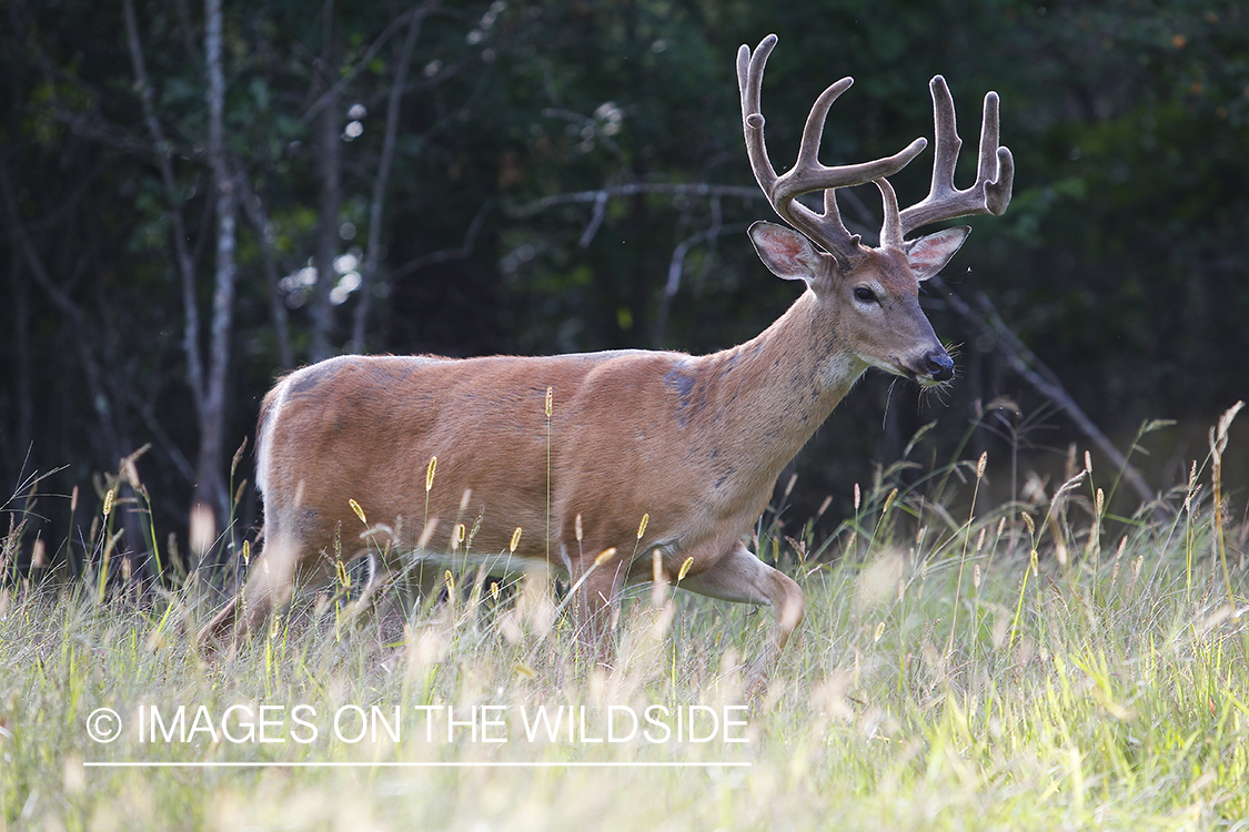 White-tailed deer in velvet