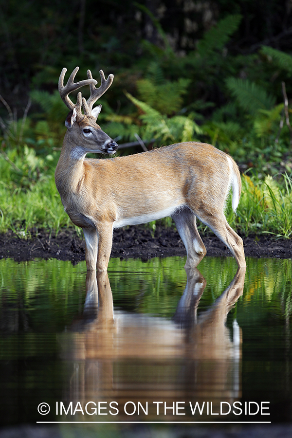 White-tailed buck in velvet 