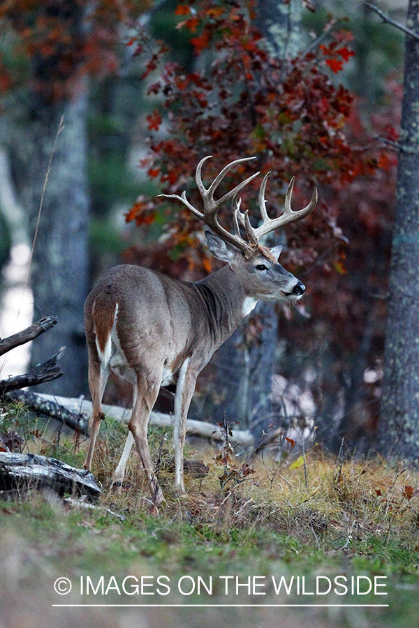 White-tailed buck in habitat. *