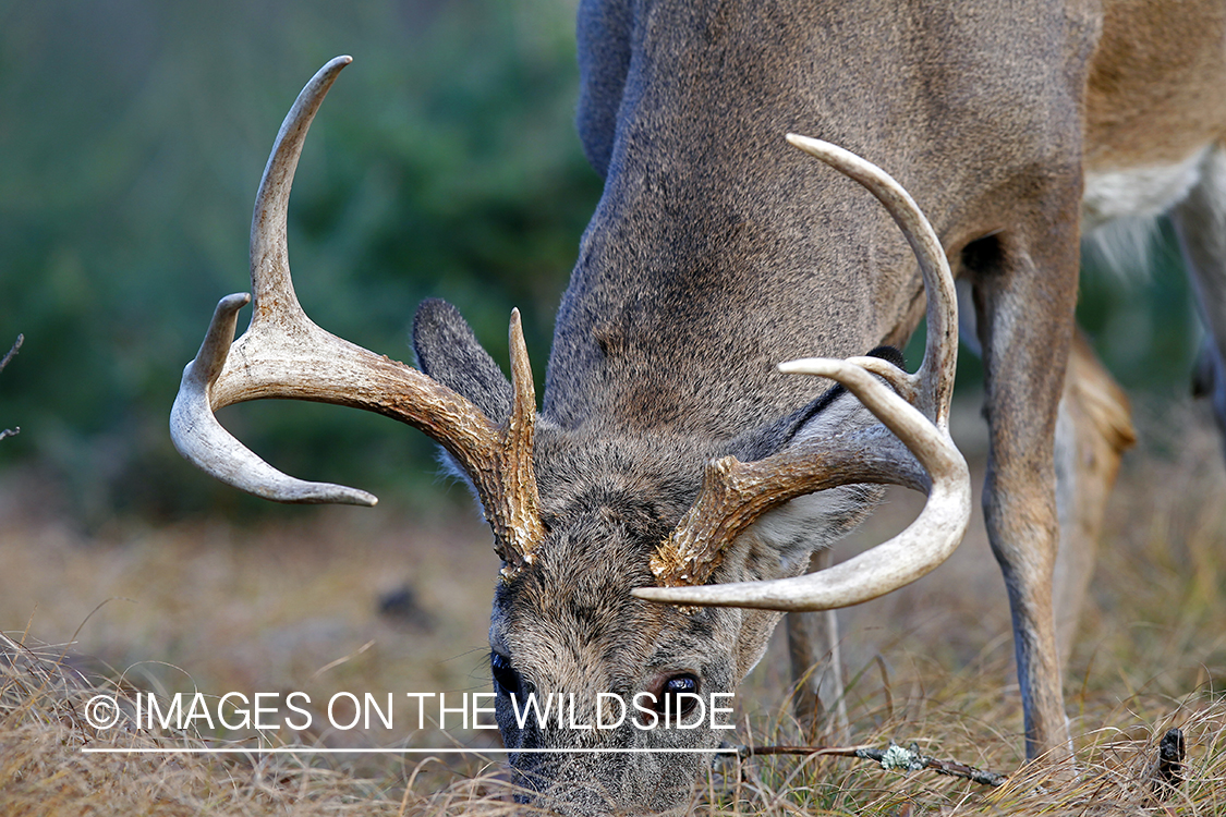 White-tailed buck in habitat. *