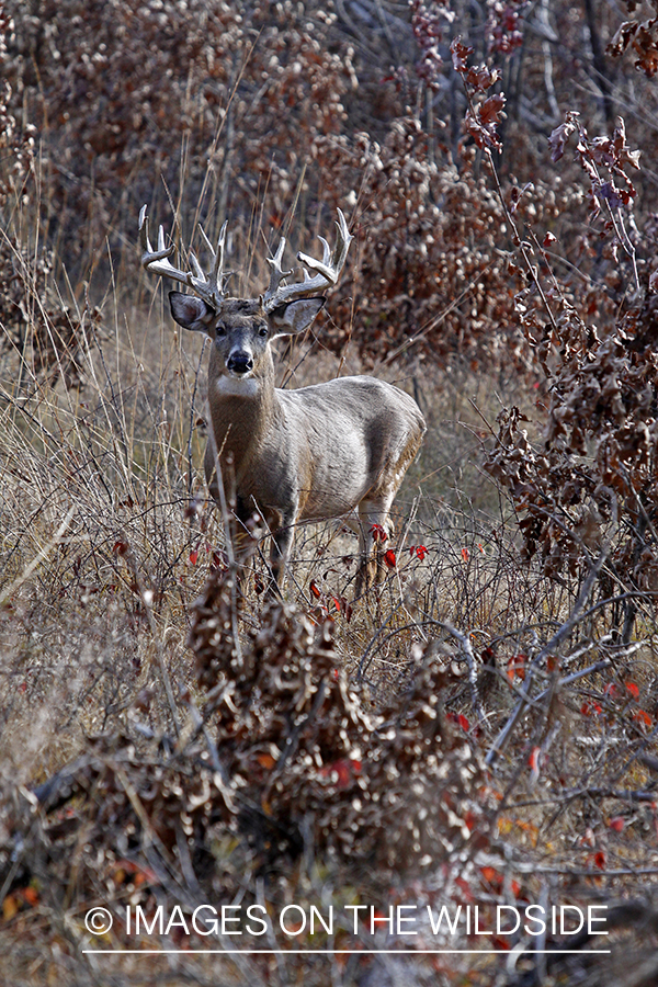 White-tailed buck in habitat. *