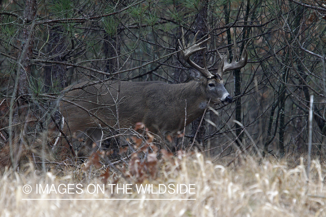 White-tailed buck in habitat. 