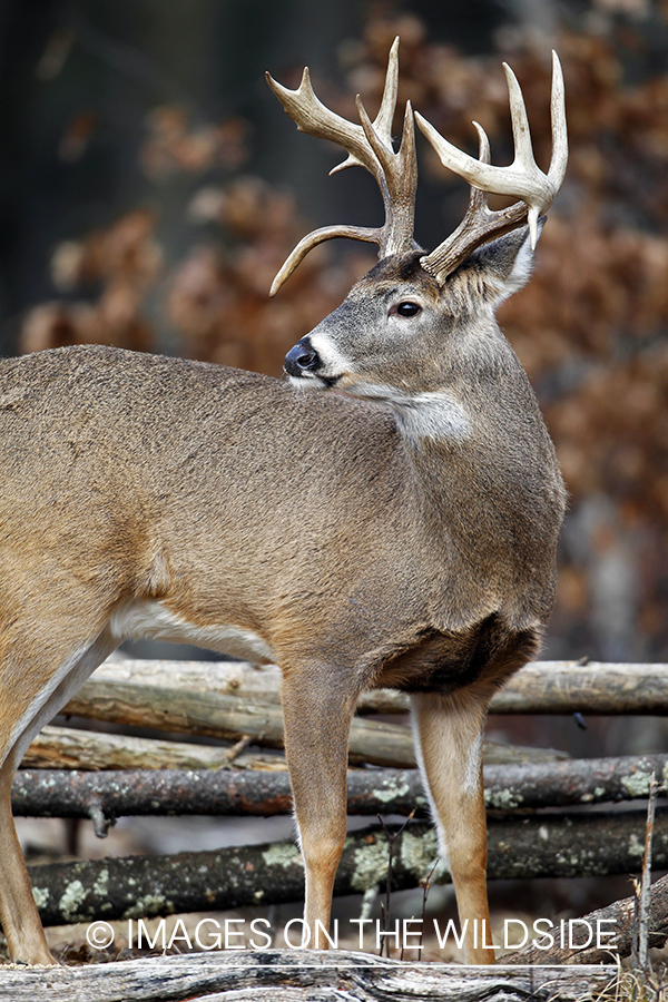 White-tailed buck in habitat. *