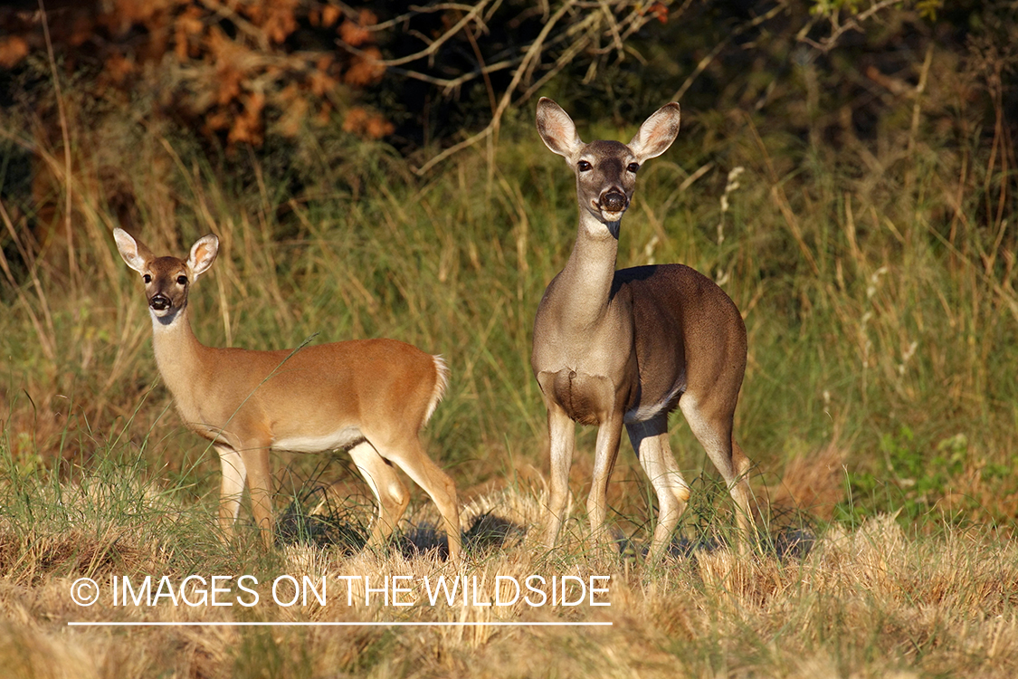 White-tailed doe and fawn in habitat. 