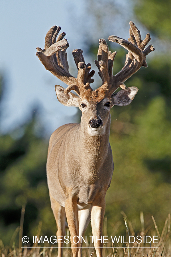 White-tailed buck in habitat. 