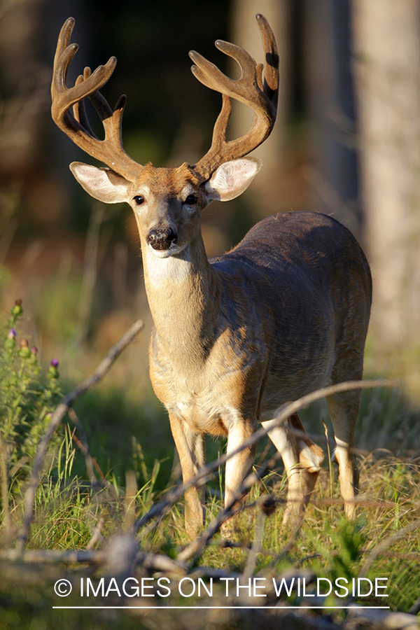 White-tailed buck in velvet.  