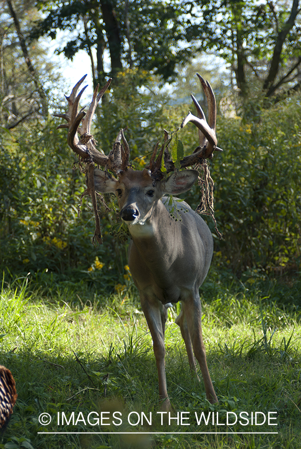 White-tailed buck shedding velvet. 