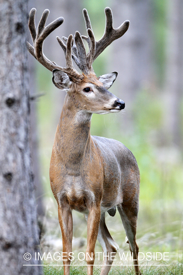 White-tailed buck in velvet.  