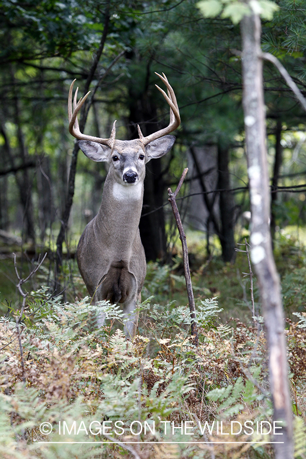 White-tailed buck in habitat.  