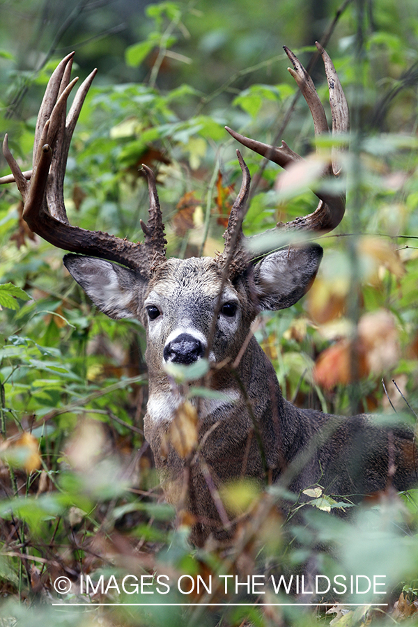 White-tailed buck in habitat. 