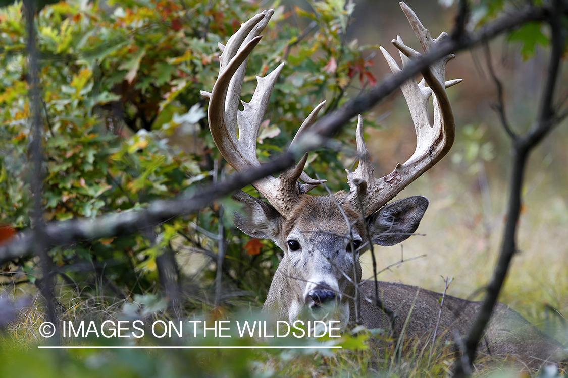 White-tailed buck in habitat. 