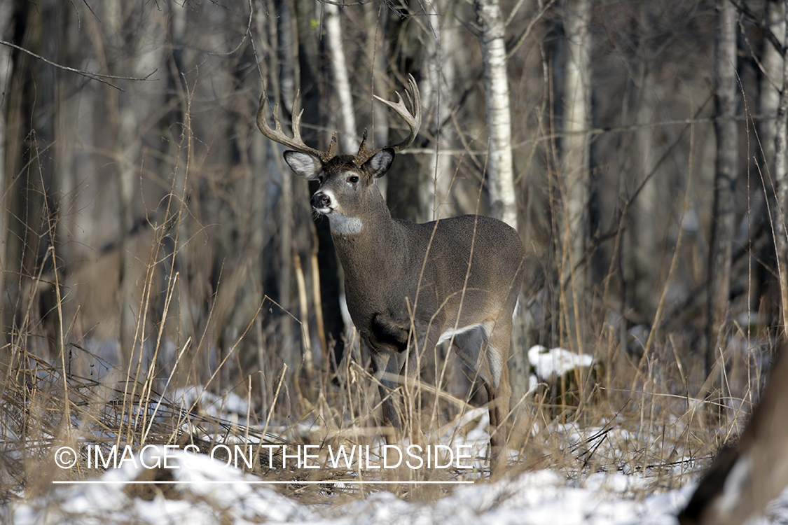 White-tailed buck in habitat.  