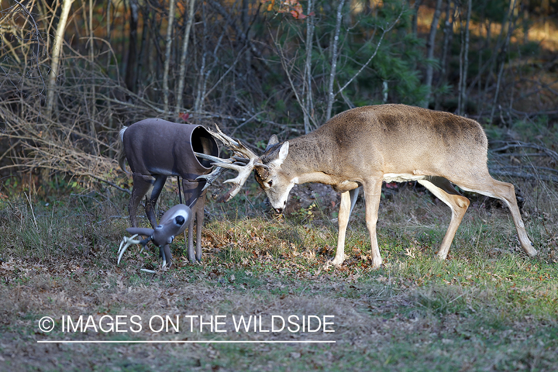 White-tailed buck fighting decoy. 