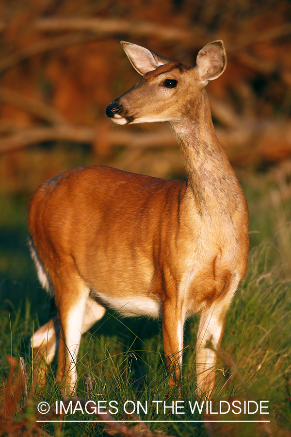 White-tailed doe in velvet.