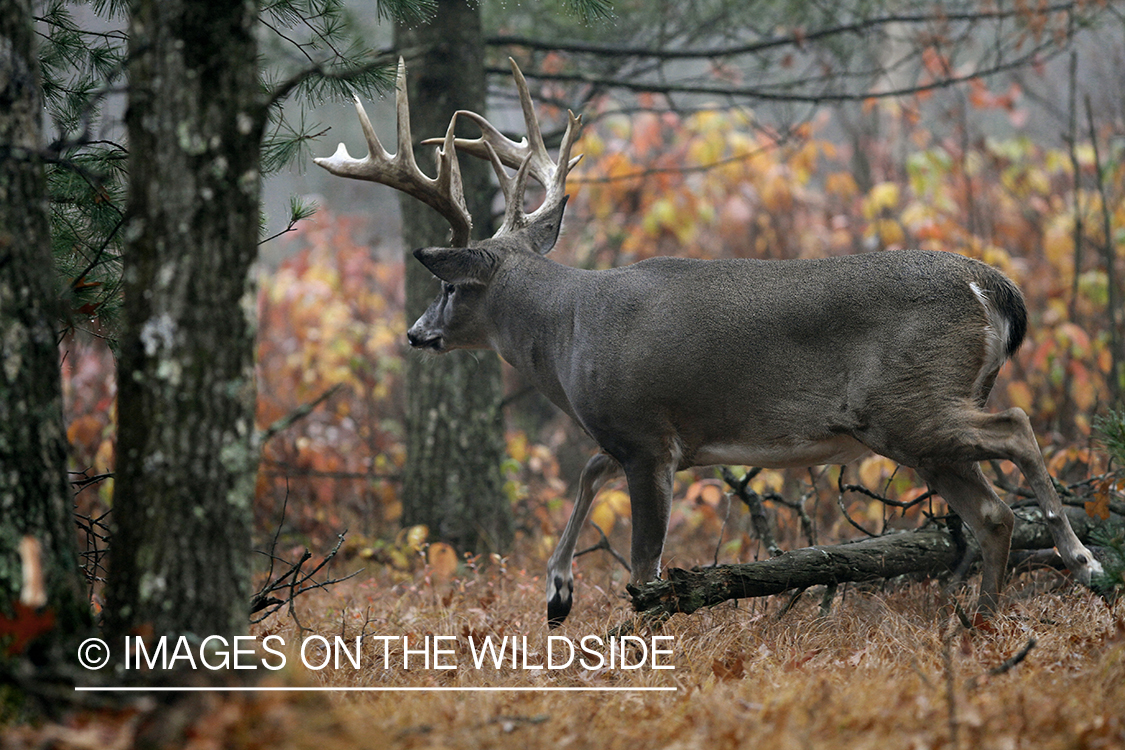 White-tailed buck in habitat.