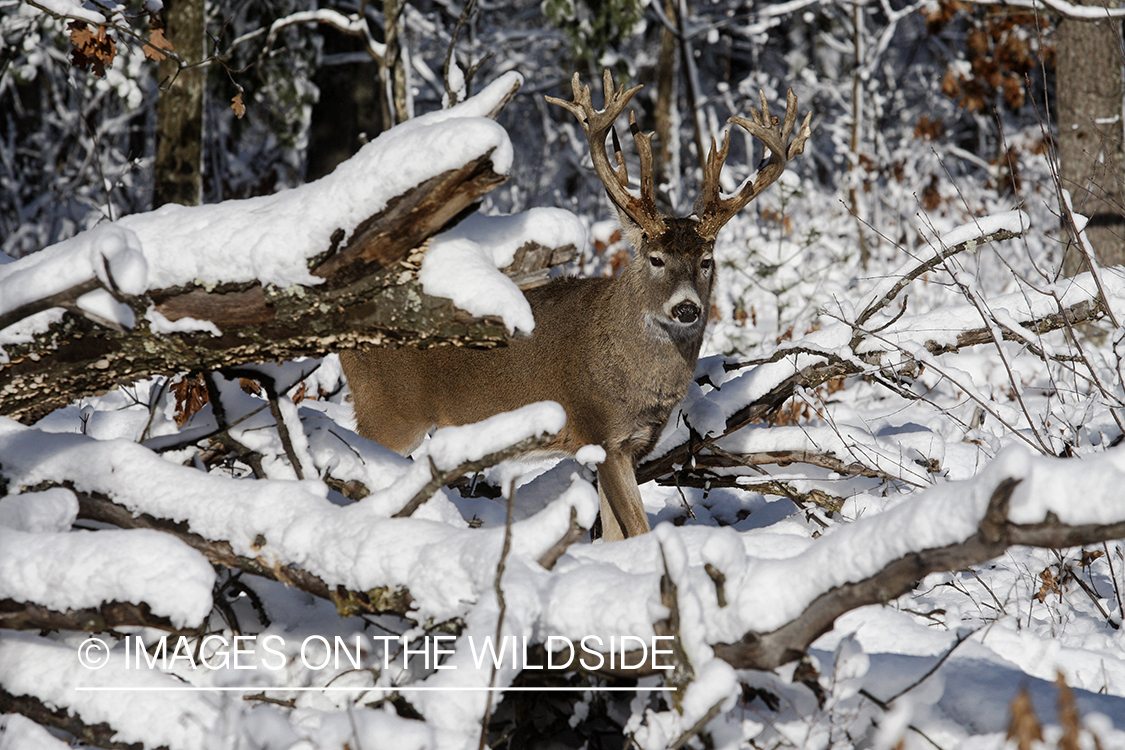 White-tailed buck in winter habitat.