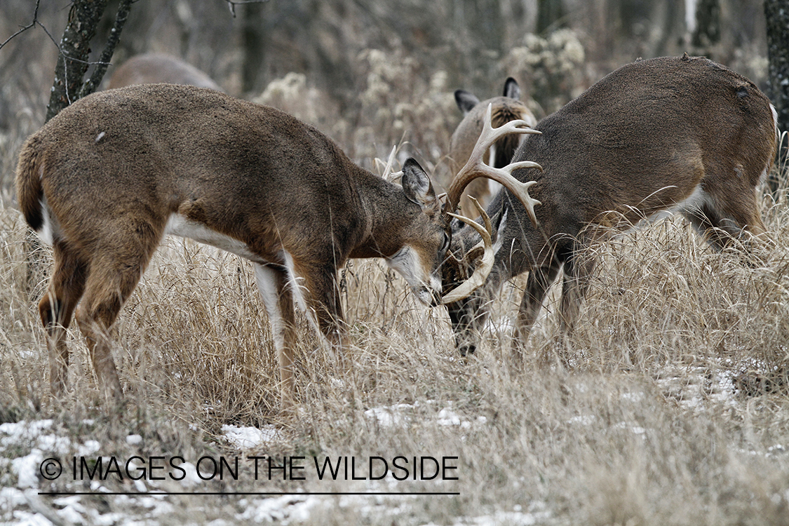 White-tailed bucks fighting.