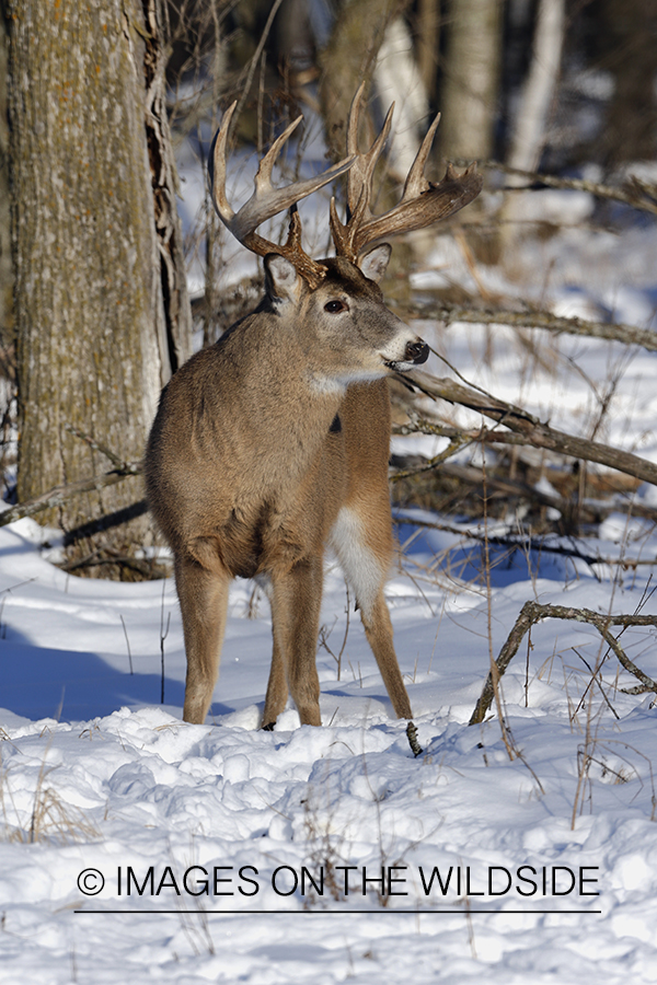 White-tailed buck in habitat.