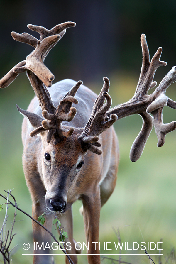 White-tailed buck in velvet.