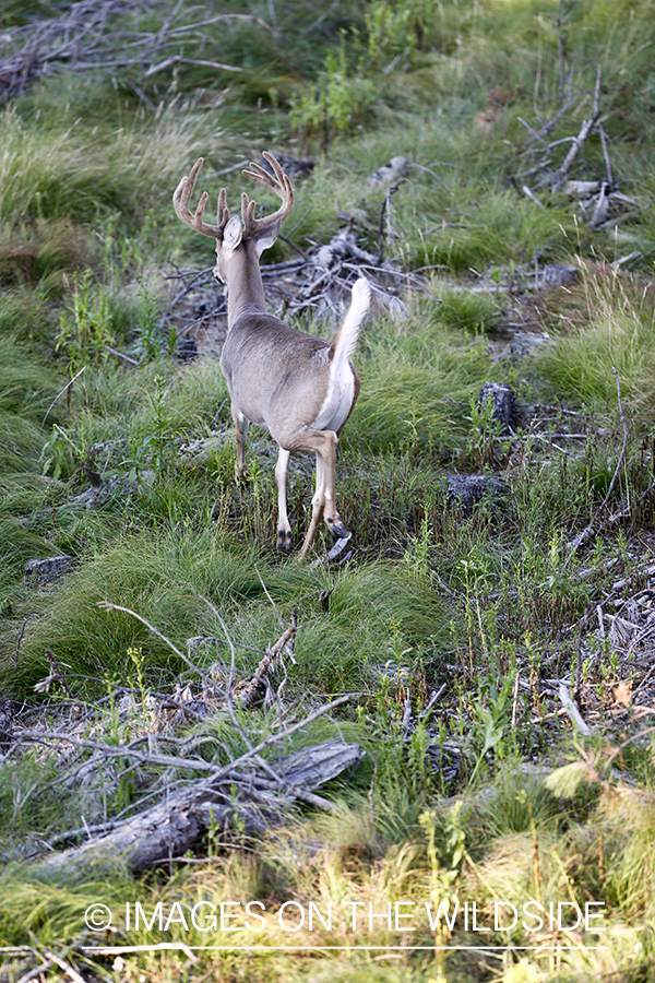 White-tailed deer fleeing in habitat.