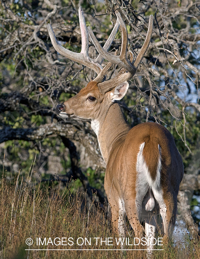 White-tailed buck in habitat. 