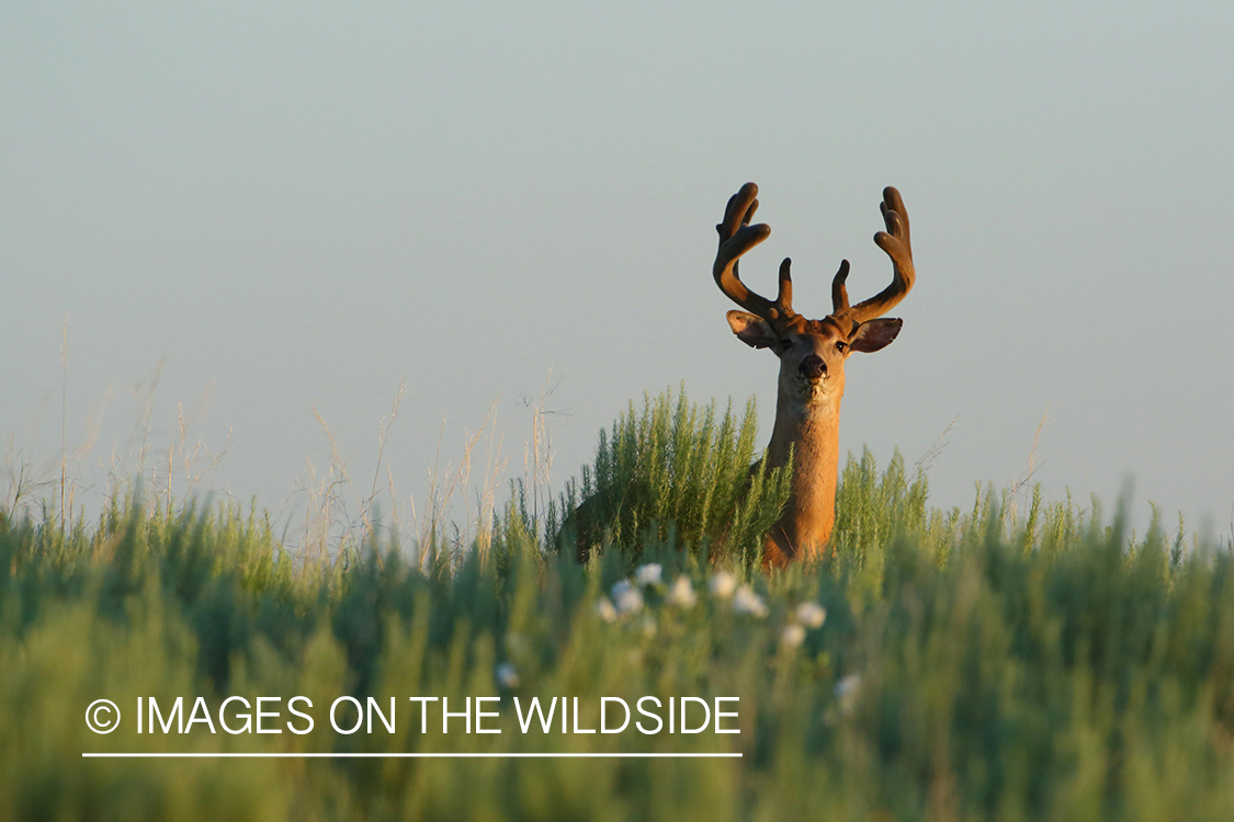 White-tailed buck in velvet.