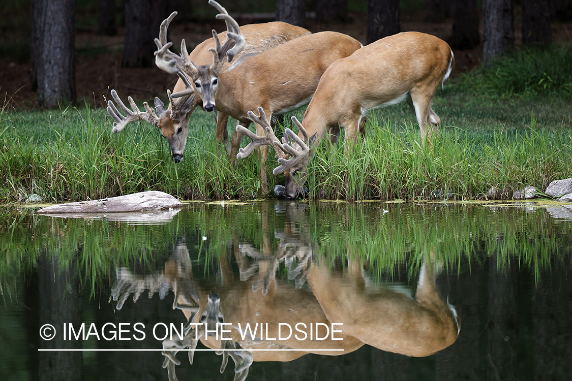 White-tailed bucks in velvet with reflection.