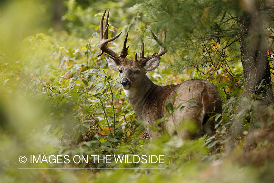 White-tailed buck bedded down in habitat.