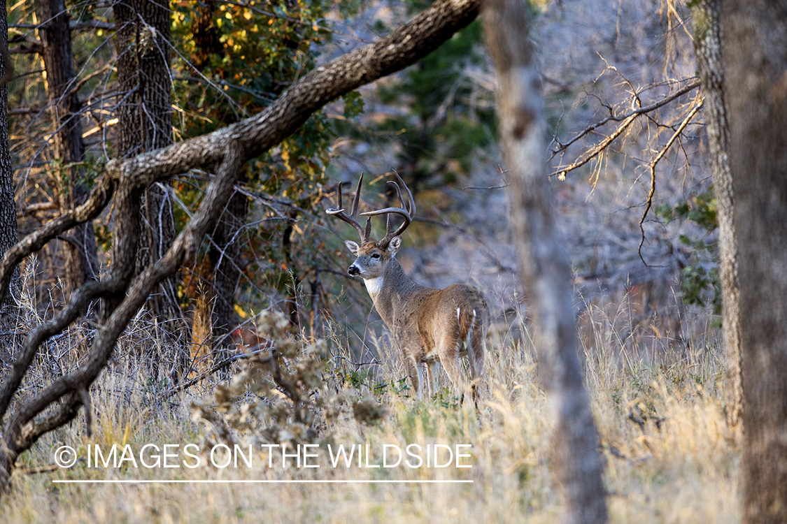 White-tailed buck in habitat.