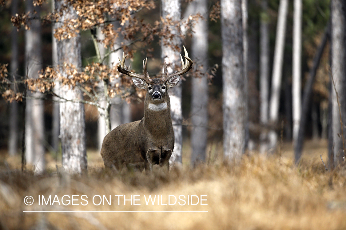 White-tailed buck in rut.