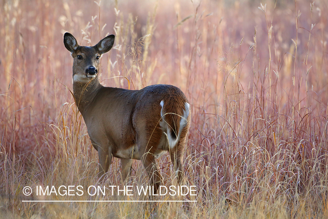 White-tailed deer doe in habitat.