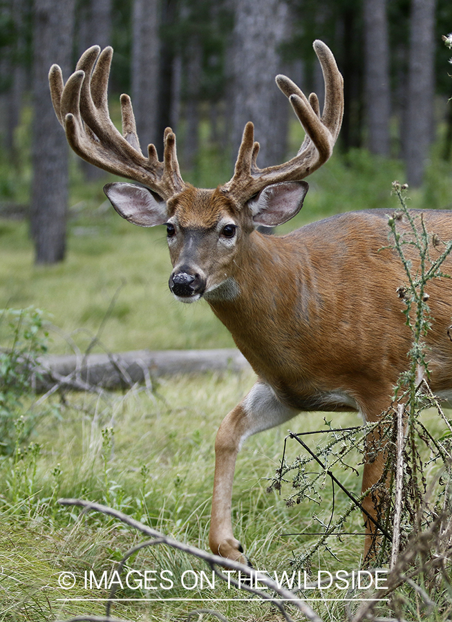 White-tailed Buck in Velvet.